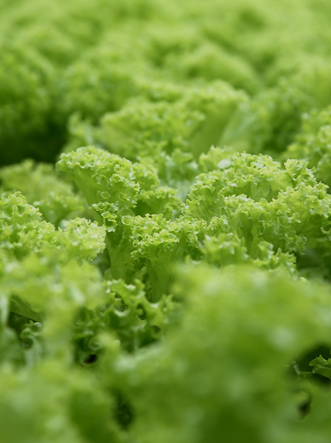 华体会体育网站国米的赞助商